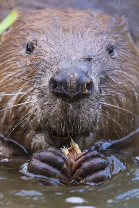 Framed Print : European beaver (Castor fiber) feeding, Alhama river, Ebro Valley. Navarra. Spain Framed Print : European beaver (Castor fiber) feeding, Alhama river, Ebro Valley. Navarra. Spain