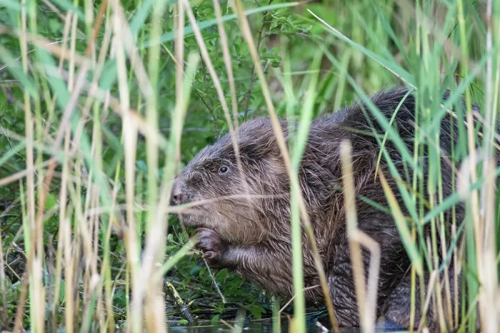 Framed Print : European beaver (Castor fiber) feeding on reeds in reed bed, River Rhone, Alps, France. July Framed Print : European beaver (Castor fiber) feeding on reeds in reed bed, River Rhone, Alps, France. July