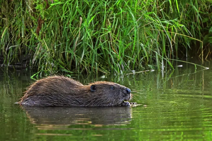 Framed Print : European beaver (Castor fiber) feeding on vegetation along reedbed in stream, Belgium. July Framed Print : European beaver (Castor fiber) feeding on vegetation along reedbed in stream, Belgium. July