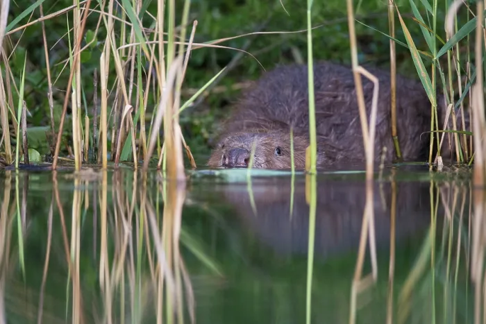 Framed Print : European beaver (Castor fiber) hiding in reed bed at water's edge, River Rhone, Alps, France. July Framed Print : European beaver (Castor fiber) hiding in reed bed at water's edge, River Rhone, Alps, France. July