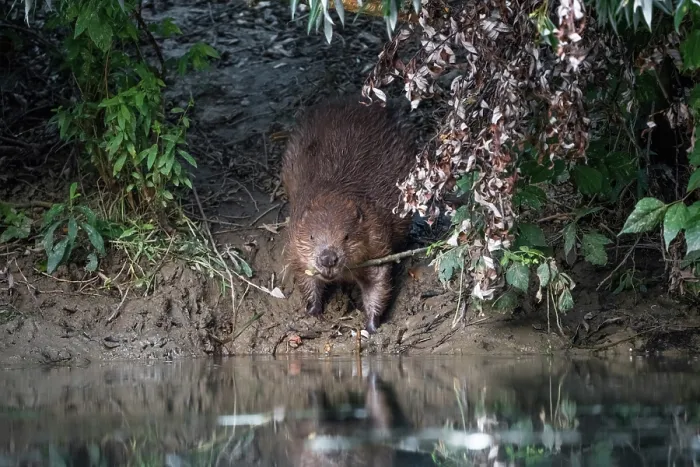 Framed Print : European beaver (Castor fiber) returning to the river via a beaver path carrying a branch in its mouth, River Rhone, Alps, France. July