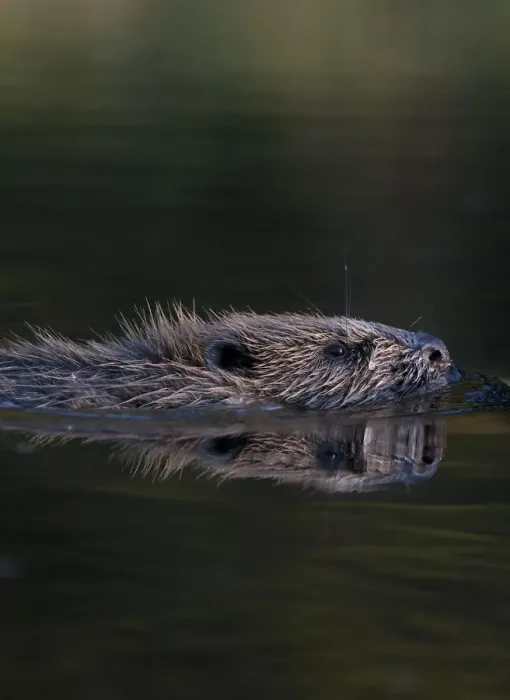 Framed Print : European beaver (Castor fiber) swimming in river, Bergslagen, Sweden, June 2009 Framed Print : European beaver (Castor fiber) swimming in river, Bergslagen, Sweden, June 2009