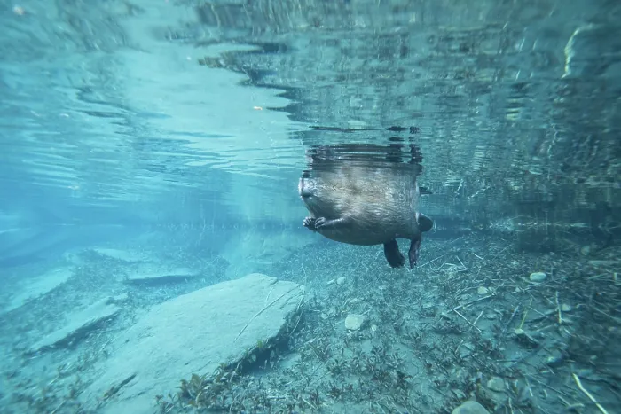 Framed Print : European beaver (Castor fiber) swimming on the surface, underwater view, River Rhone, Alps, France. June Framed Print : European beaver (Castor fiber) swimming on the surface, underwater view, River Rhone, Alps, France. June