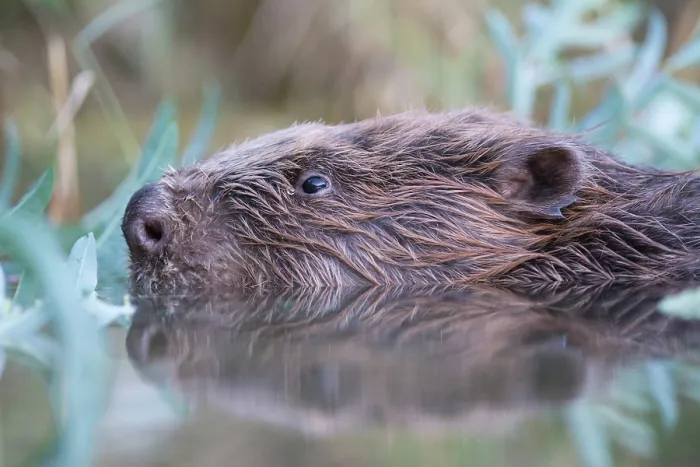 Framed Print : European beaver (Castor fiber) swimming on the surface, River Rhone, Alps, France. July