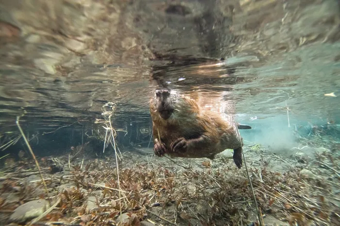 Framed Print : European beaver (Castor fiber) swimming at water surface, Alps, France. June Framed Print : European beaver (Castor fiber) swimming at water surface, Alps, France. June