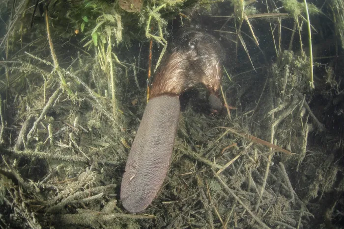 Framed Print : European beaver (Castor fiber) tail poking out of underwater vegetation, River Rhone, Alps, France. July Framed Print : European beaver (Castor fiber) tail poking out of underwater vegetation, River Rhone, Alps, France. July
