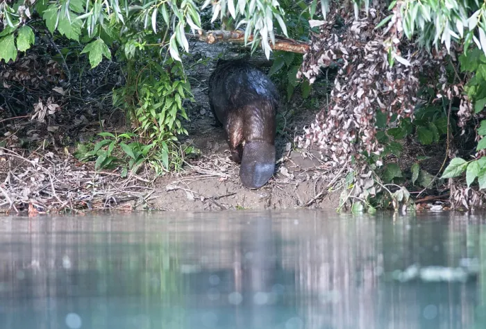 Framed Print : European beaver (Castor fiber) walking up riverbank to look for food, River Rhone, Alps, France. July Framed Print : European beaver (Castor fiber) walking up riverbank to look for food, River Rhone, Alps, France. July