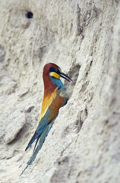 European Bee-eater (Merops apiaster) digging out nest hole in sandy bank, Pusztaszer