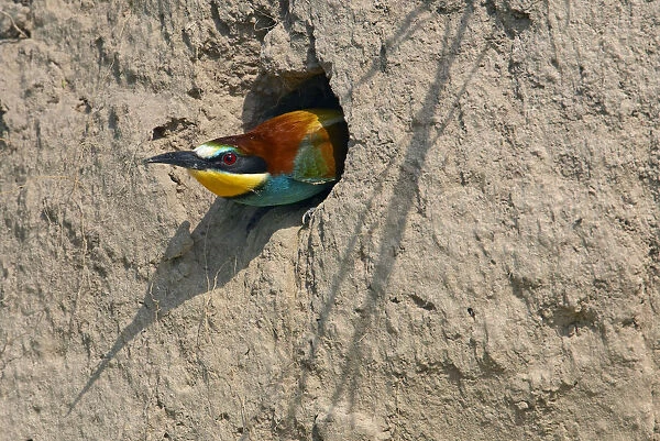 European Bee-eater (Merops apiaster) emerging from nest hole in bank, Pusztaszer