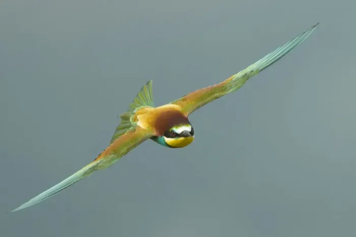 Framed Print : European Bee-eater (Merops apiaster) in flight, Bulgaria, May 2008 Framed Print : European Bee-eater (Merops apiaster) in flight, Bulgaria, May 2008