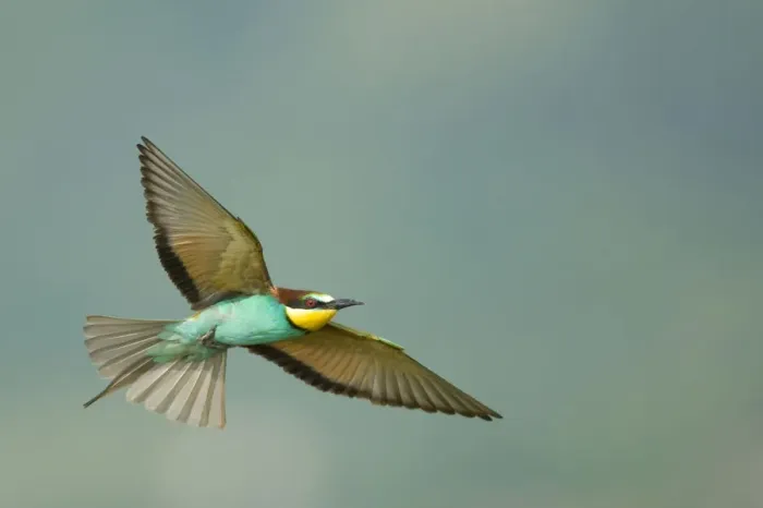 Framed Print : European bee-eater (Merops apiaster) in flight, Bulgaria, May 2008 Framed Print : European bee-eater (Merops apiaster) in flight, Bulgaria, May 2008