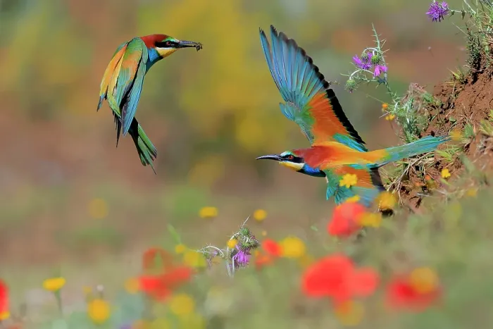 Framed Print : European bee-eater (Merops apiaster) male offering insect to female in courtship as they fly beside bank in meadow with flowers, Sierra de Grazalema Natural Park, Cádiz, Spain