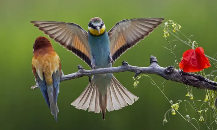 Framed Print : European Bee-eater (Merops apiaster) pair, male displaying, Pusztaszer, Hungary, May 2008 Framed Print : European Bee-eater (Merops apiaster) pair, male displaying, Pusztaszer, Hungary, May 2008
