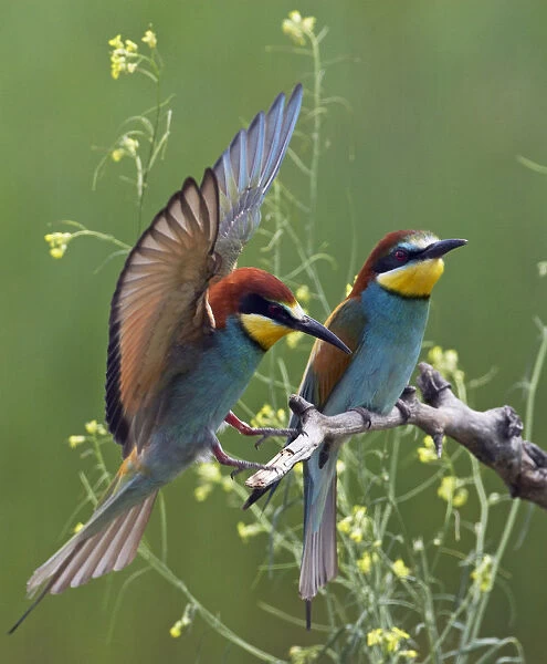 European Bee-eater (Merops apiaster) pair, Pusztaszer, Hungary, May 2008