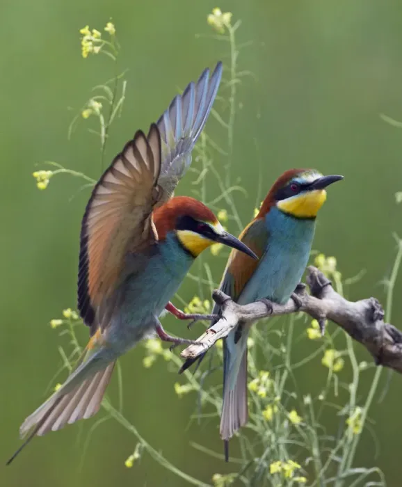 Framed Print : European Bee-eater (Merops apiaster) pair, Pusztaszer, Hungary, May 2008 Framed Print : European Bee-eater (Merops apiaster) pair, Pusztaszer, Hungary, May 2008