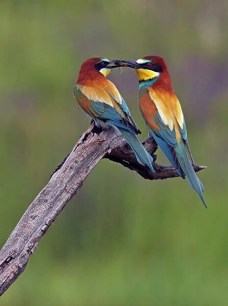 European Bee-eater (Merops apiaster) pair, male passing Dragonfly prey to female