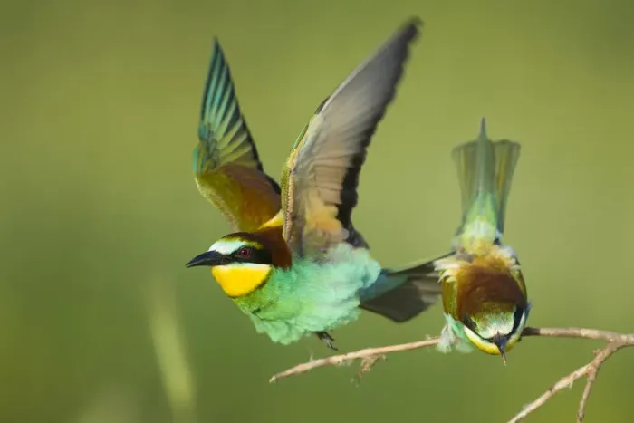 Framed Print : European bee-eater (Merops apiaster) pair in courtship display, Bulgaria, May 2008