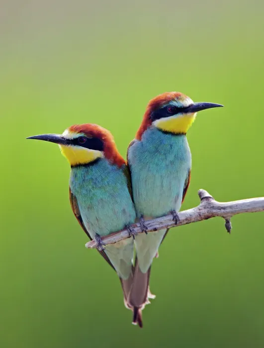 Framed Print : European Bee-eater (Merops apiaster) pair perched, Pusztaszer, Hungary, May 2008 Framed Print : European Bee-eater (Merops apiaster) pair perched, Pusztaszer, Hungary, May 2008