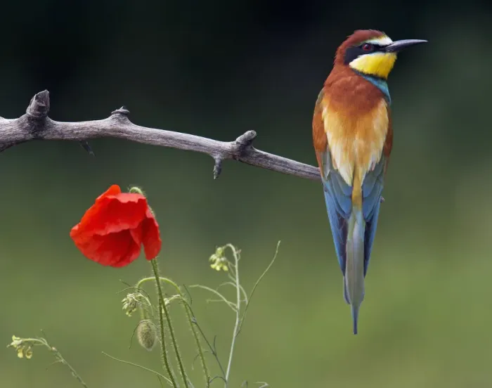 Framed Print : European Bee-eater (Merops apiaster) perched beside Poppy flower, Pusztaszer, Hungary Framed Print : European Bee-eater (Merops apiaster) perched beside Poppy flower, Pusztaszer, Hungary