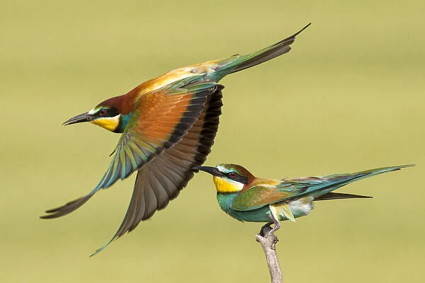 European bee eaters (Merops apiaster) one taking off another perched