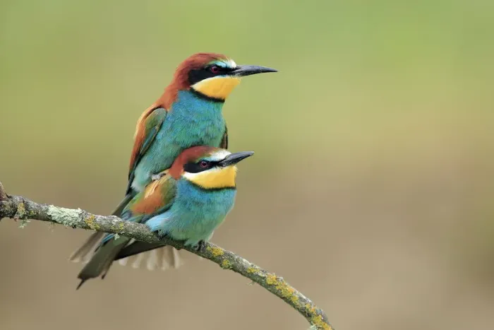 Framed Print : European bee eaters (Merops apiaster) mating, Sierra de Grazalema Natural Park, El Bosque Framed Print : European bee eaters (Merops apiaster) mating, Sierra de Grazalema Natural Park, El Bosque
