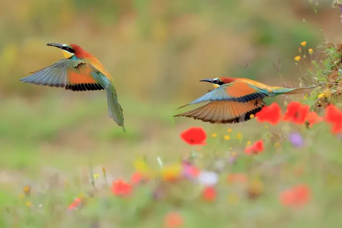 Framed Print : European bee-eaters (Merops apiaster) pair, in flight through wildflower meadow, Sierra de Grazalema Natural Park, Cadiz. Spain. June Framed Print : European bee-eaters (Merops apiaster) pair, in flight through wildflower meadow, Sierra de Grazalema Natural Park, Cadiz. Spain. June