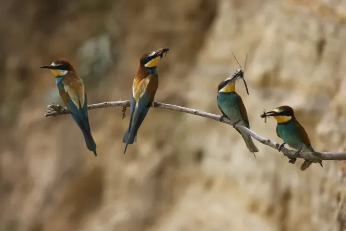 Framed Print : Four European bee eaters (Merops apiaster) perched on branch with food in breeding colony Framed Print : Four European bee eaters (Merops apiaster) perched on branch with food in breeding colony