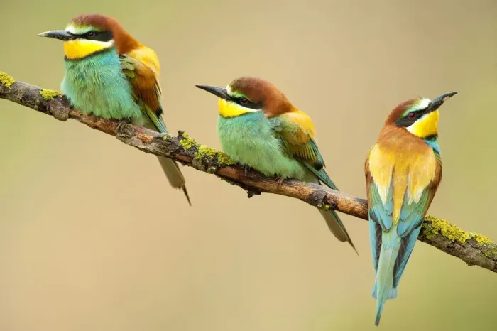 Framed Print : European Bee-eaters (Merops apiaster) perching. The Pyrenees, Spain, May Framed Print : European Bee-eaters (Merops apiaster) perching. The Pyrenees, Spain, May