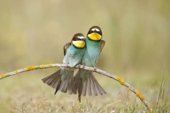 Framed Print : European bee eaters (Merops apiaster) sitting close together on branch. Seville, Spain Framed Print : European bee eaters (Merops apiaster) sitting close together on branch. Seville, Spain