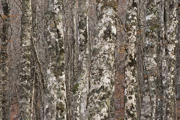 European beech (Fagus sylvatica) trunks in forest covered in lichens, Pollino National Park