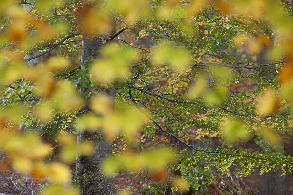 European beech (Fagus sylvatica) viewed through autumn leaves, Rothiemurchus, Cairngorms