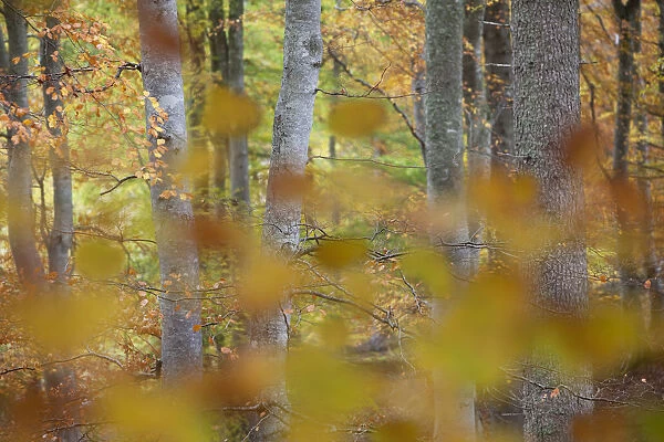 European beech (Fagus sylvatica) woodland viewed through autumn leaves, Rothiemurchus