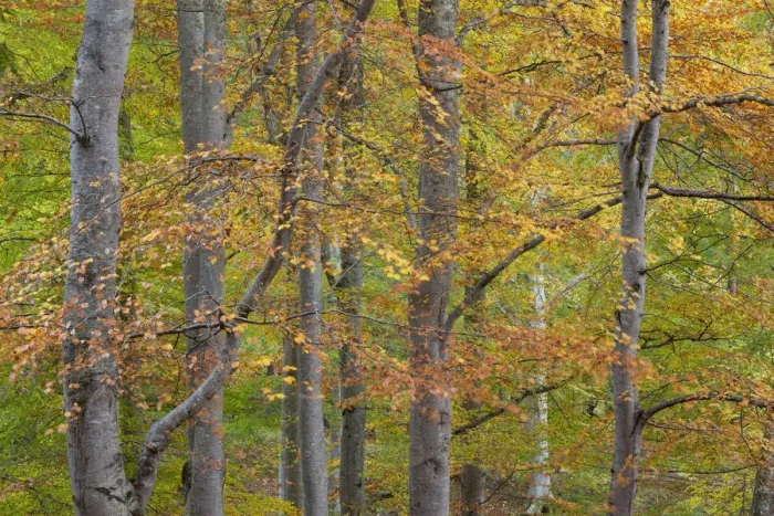 Framed Print : European beech (Fagus sylvatica) changing colour in autumn, Rothiemurchus, Cairngorms NP Scotland Framed Print : European beech (Fagus sylvatica) changing colour in autumn, Rothiemurchus, Cairngorms NP Scotland