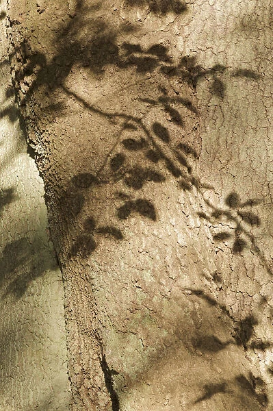 European beech (Fagus sylvatica) close-up of trunk, with shadows of leaves, Klampenborg Dyrehaven