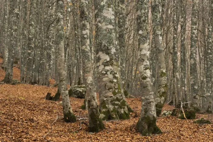 Framed Print : European beech (Fagus sylvatica) forest, with fallen leaves on ground, Pollino National Park