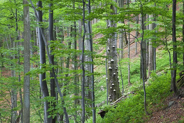 European beech (Fagus sylvatica) forest, with Tinder fungus (Fomes fomentarius) growing