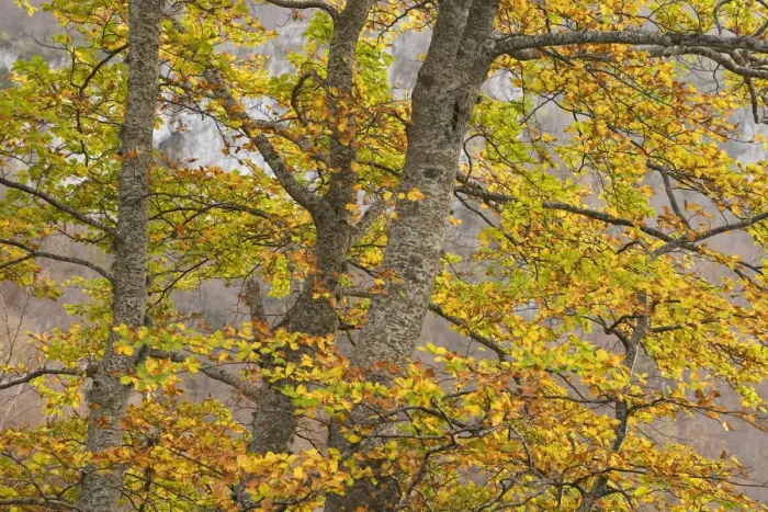Framed Print : European beech (Fagus sylvatica) trees in autumn, Pollino National Park, Basilicata Framed Print : European beech (Fagus sylvatica) trees in autumn, Pollino National Park, Basilicata