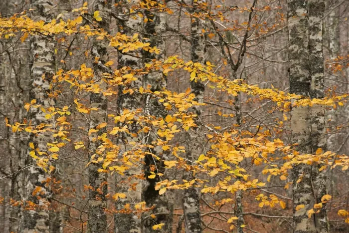 Framed Print : European beech (Fagus sylvatica) trees in autumn, Pollino National Park, Basilicata