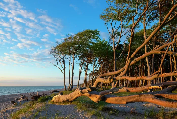 Framed Print : European beech (Fagus sylvatica) trees along the beach in evening light, with one tree uprooted by the sea, Darsser West Beach, Western Pomerania Lagoon Area National Park Framed Print : European beech (Fagus sylvatica) trees along the beach in evening light, with one tree uprooted by the sea, Darsser West Beach, Western Pomerania Lagoon Area National Park