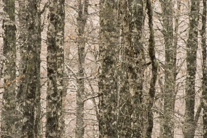 Framed Print : European beech (Fagus sylvatica) trunks in forest, Pollino National Park, Basilicata Framed Print : European beech (Fagus sylvatica) trunks in forest, Pollino National Park, Basilicata