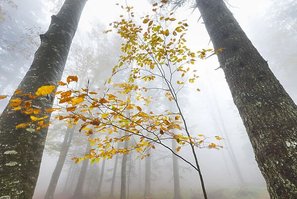 European beech forest (Fagus sylvatica) in autumn, view from below in the mist