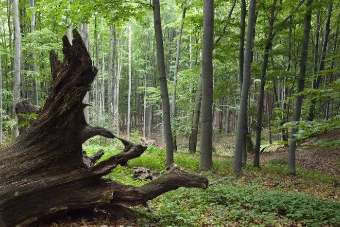 Framed Print : European beech forest (Fagus sylvatica) with large fallen tree, Slanske Vrchy mountains