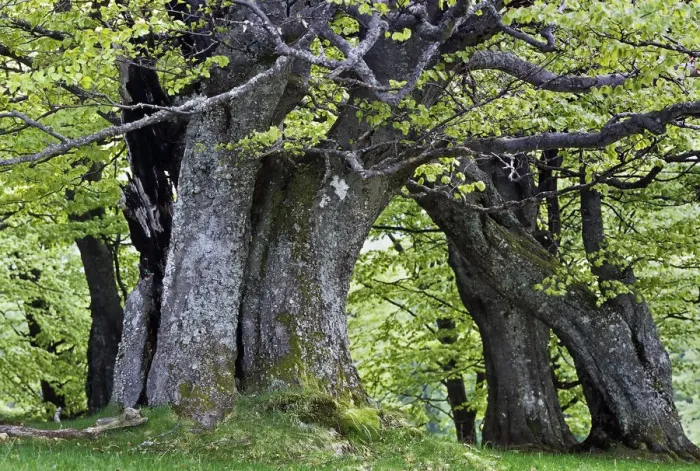 Framed Print : European Beech forest (Fagus sylvatica) Retezat National Park, Romania, June Framed Print : European Beech forest (Fagus sylvatica) Retezat National Park, Romania, June