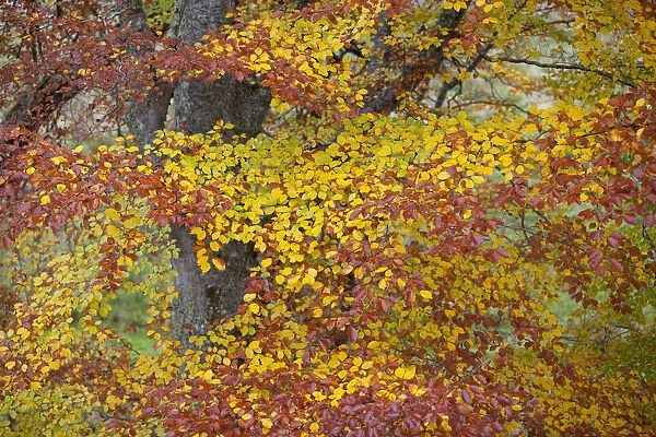 European beech leaves (Fagus sylvatica) changing colour in autumn, Rothiemurchus