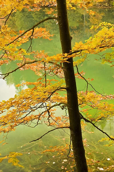European beech tree (Fagus sylvatica) by Proscansko Lake, Upper lakes, Plitvice Lakes National Park