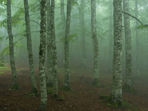 European beech tree (Fagus sylvatica) forest in light mist, Pollino National Park