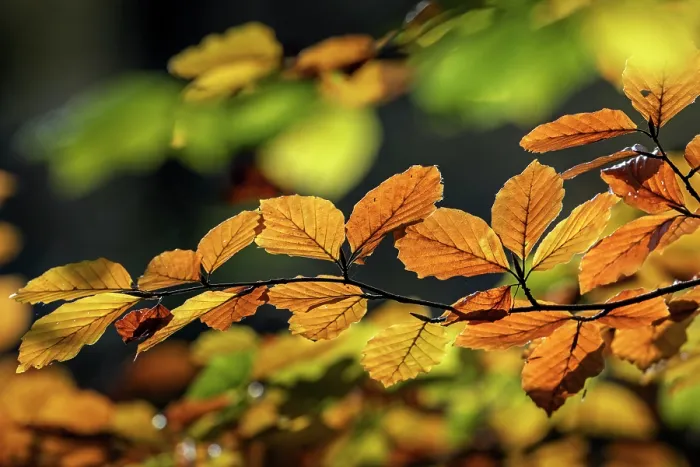 Framed Print : European beech tree (Fagus sylvatica) autumn foliage in sunlight, Belgium. November Framed Print : European beech tree (Fagus sylvatica) autumn foliage in sunlight, Belgium. November