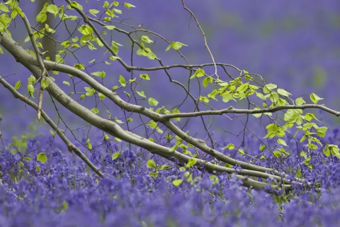 Framed Print : European beech tree (Fagus sylvatica) branch above a Bluebell (Hyacinthoides non-scripta Framed Print : European beech tree (Fagus sylvatica) branch above a Bluebell (Hyacinthoides non-scripta