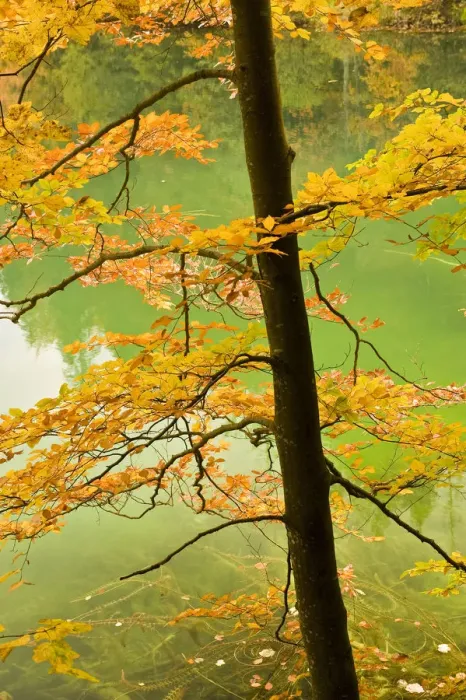Framed Print : European beech tree (Fagus sylvatica) by Proscansko Lake, Upper lakes, Plitvice Lakes National Park