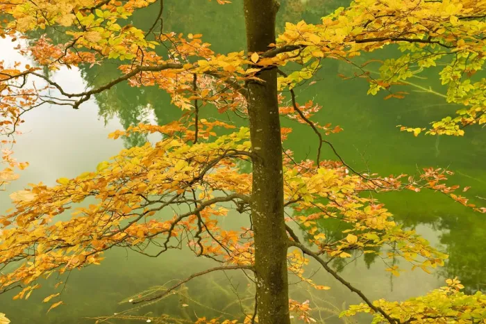 Framed Print : European beech tree (Fagus sylvatica) by Proscansko Lake, Upper lakes, Plitvice Lakes National Park Framed Print : European beech tree (Fagus sylvatica) by Proscansko Lake, Upper lakes, Plitvice Lakes National Park